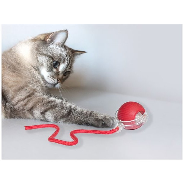 Catch Me Cat - kattelegetj